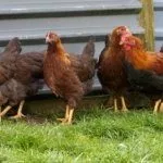 Содержание и уход