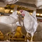 Куры Декалб