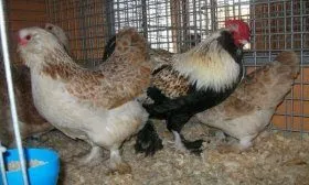 Куры породы Фавероль