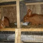 Кормление кролей