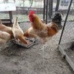 Питание кур