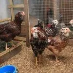 Орловской породы в курятнике