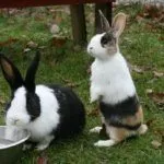 Голландский кролик