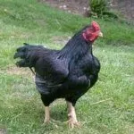 Порода Корниш