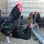 Кормление кур