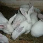 Белый великан