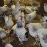 Куры Адлерской серебристой