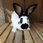 Кролик в клетке