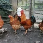 Содержание кур