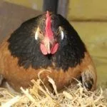 Куры Форверк несушки