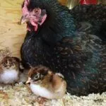 Цыплята Барневельдер