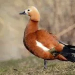 Красная утка