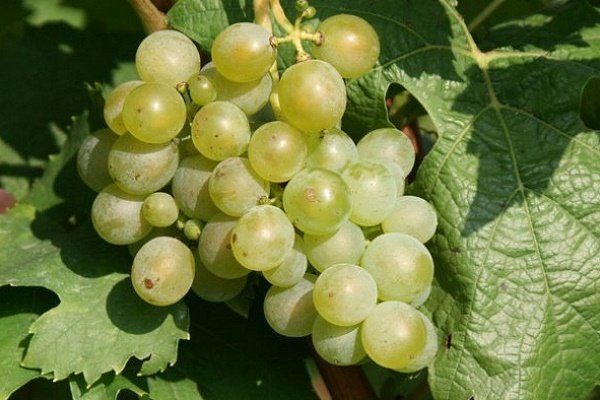 виноград морозостойкий неукрывной сорта