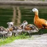 Утка с утятами