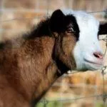 Обморочная порода коз