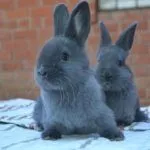 Венские голубые крольчата