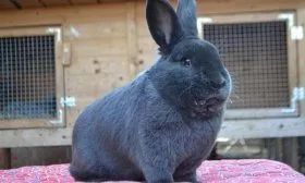 Венские голубые кролики