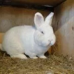 Содержание кролей
