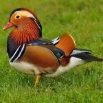 Селезень Мандаринки