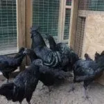 Куры в курятнике