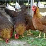 Куры Вельзумер