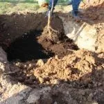 Посадка саженца