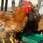 Кормление кур