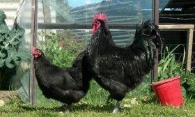 Куры Синь Синь Дянь