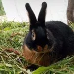 Содержание и уход