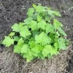 Мульчирование