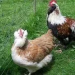 Куры породы Фавероль