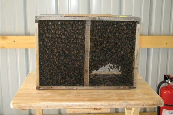Бессотовый пчелопакет