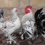 Куры породы Мильфлёр