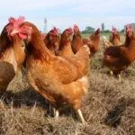 Куры Шейвер Браун