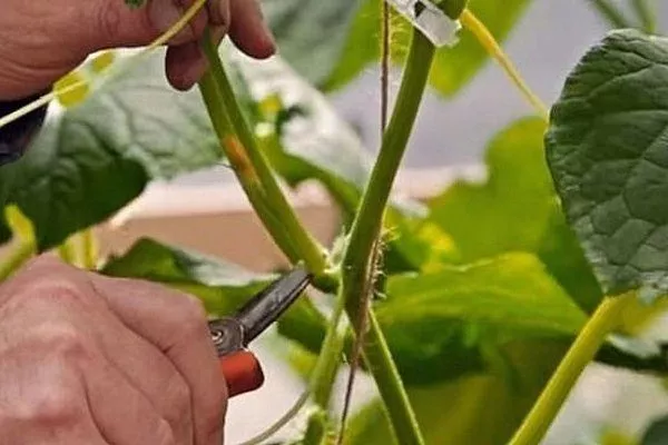 Выращивание арбузов в открытом грунте: пошаговые инструкции