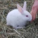 Крольчонок