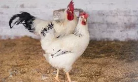 Адлерские серебристые куры