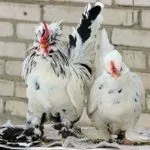 Алтайская Бентамка