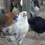 Курочки Амераукана
