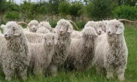 Ангорские козы