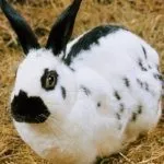 Кролики "Бабочки"