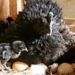 Наседка и цыпленок