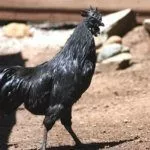 Порода Аям Цемани