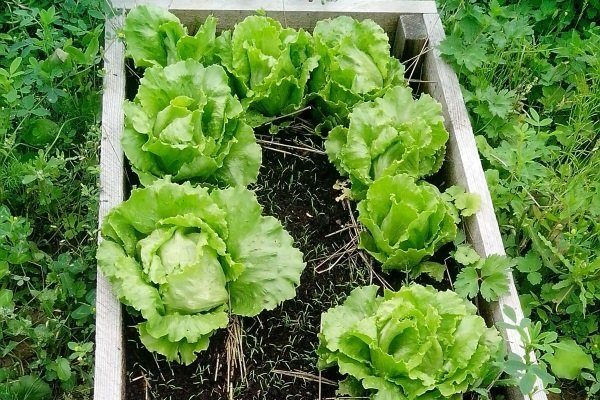Как выращивать салат айсберг в домашних условиях?