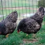 Выгул породы Барневельдер