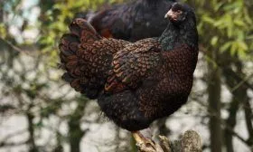 Куры Барневельдер