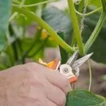 Формирование куста