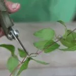 Черенкование