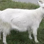 Коза породы Русская белая
