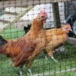 Бентам нанкинский